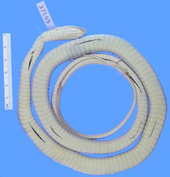 Media type: image; Herpetology R-37155